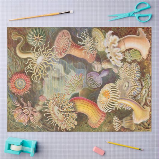 Zee Anemones Ernst Haeckel - Weefselpapier Tissuepapier (Craft)