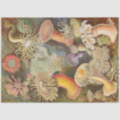 Zee Anemones Ernst Haeckel - Weefselpapier Tissuepapier (Voorkant)