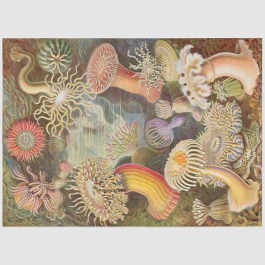 Zee Anemones Ernst Haeckel - Weefselpapier Tissuepapier (Voorkant)