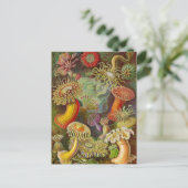 Zee Anemones Illustratie Briefkaart (Staand voorkant)