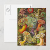 Zee Anemones Illustratie Briefkaart (Voorkant / Achterkant)