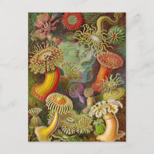 Zee Anemones Illustratie Briefkaart