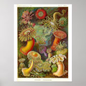 Zee Anemones Illustratie Poster (Voorkant)
