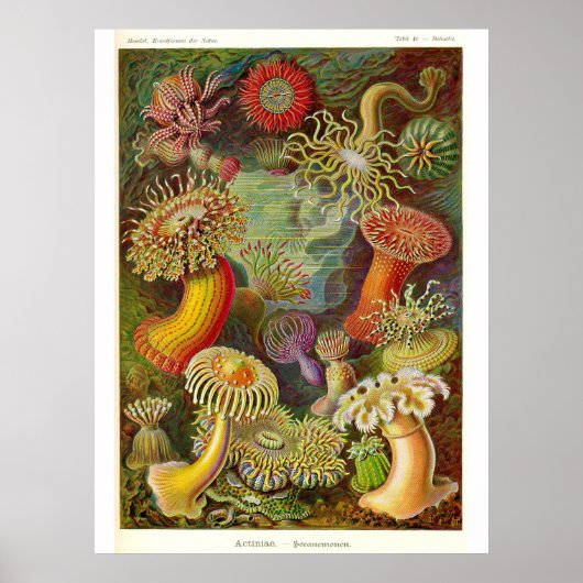Zee Anemones  Illustratie Poster (Voorkant)