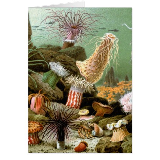  Zee Anemones, Marine Life Ocean Animals (Voorkant)