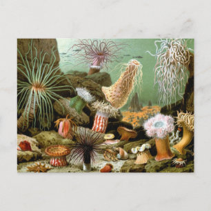 Zee Anemones, Marine Life Ocean Animals Briefkaart