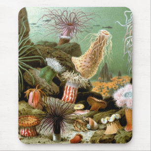  Zee Anemones, Marine Life Ocean Animals Muismat