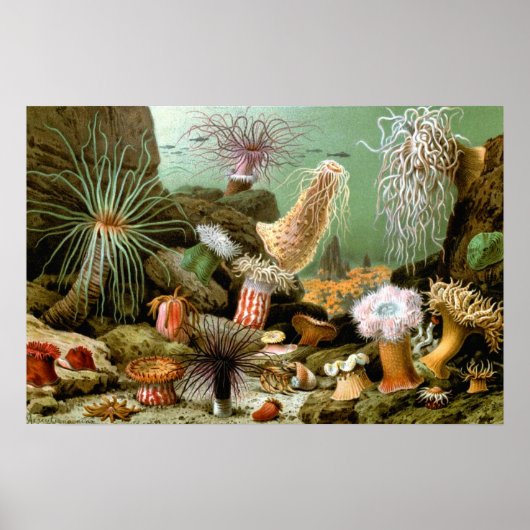  Zee Anemones, Marine Life Ocean Animals Poster (Voorkant)