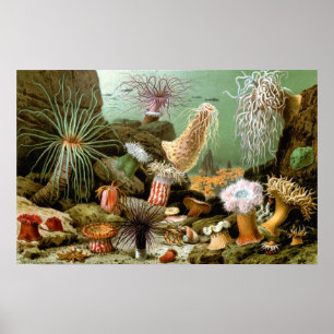 Zee Anemones, Marine Life Ocean Animals Poster