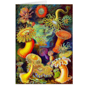 Zee Anemones van Ernst Haeckel