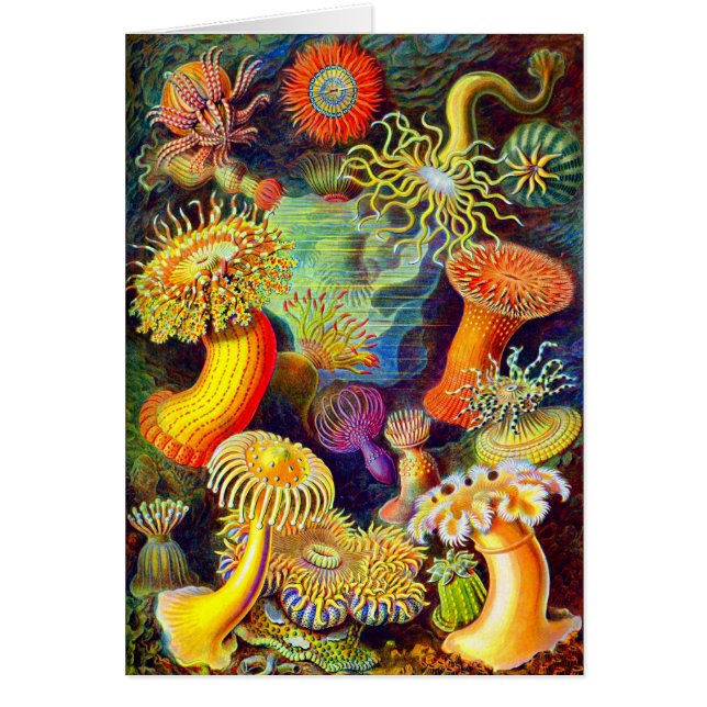 Zee Anemones van Ernst Haeckel (Voorkant)
