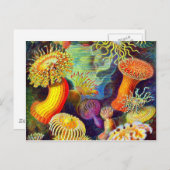 Zee Anemones van Ernst Haeckel Briefkaart (Voorkant / Achterkant)