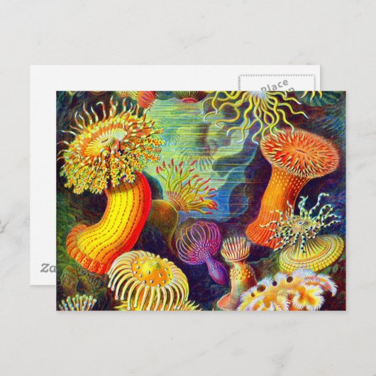 Zee Anemones van Ernst Haeckel Briefkaart (Voorkant / Achterkant)