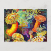Zee Anemones van Ernst Haeckel Briefkaart (Voorkant)