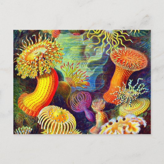 Zee Anemones van Ernst Haeckel Briefkaart (Voorkant)