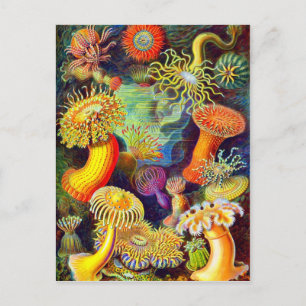 Zee Anemones van Ernst Haeckel Briefkaart