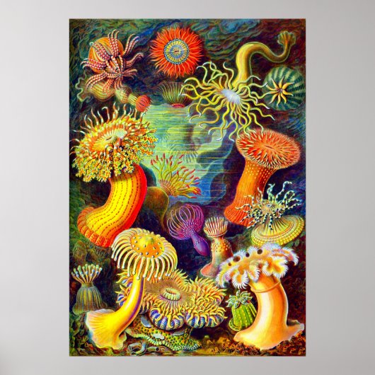 Zee Anemones van Ernst Haeckel Poster (Voorkant)