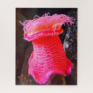 Zee Anemonies Legpuzzel