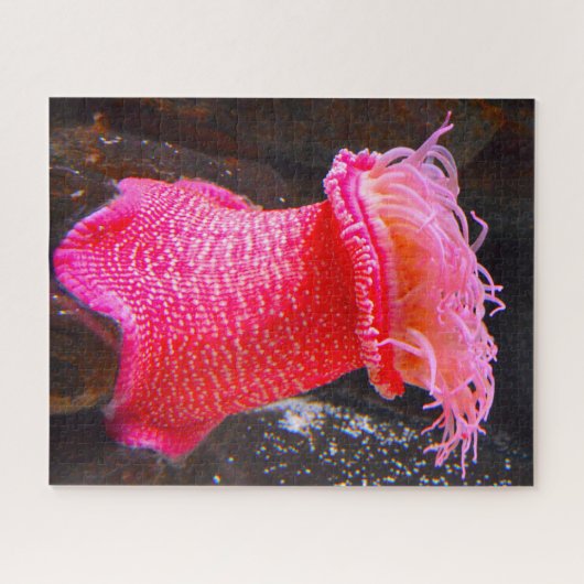 Zee Anemonies Legpuzzel (Horizontaal)