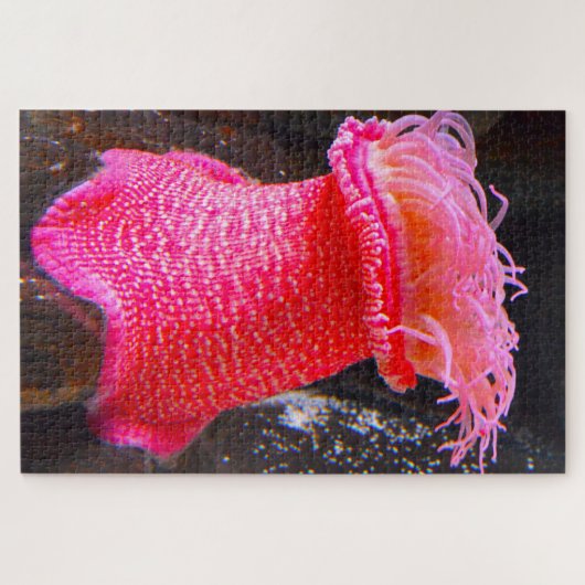 Zee Anemonies Legpuzzel (Horizontaal)