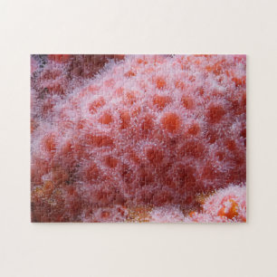 Zee Anenome, Pastel Pink Legpuzzel