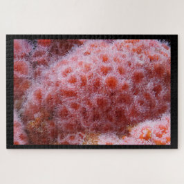 Zee Anenoom, Pastel Roze Legpuzzel