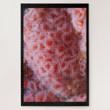 Zee Anenoom, Pastel Roze