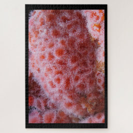 Zee Anenoom, Pastel Roze Legpuzzel