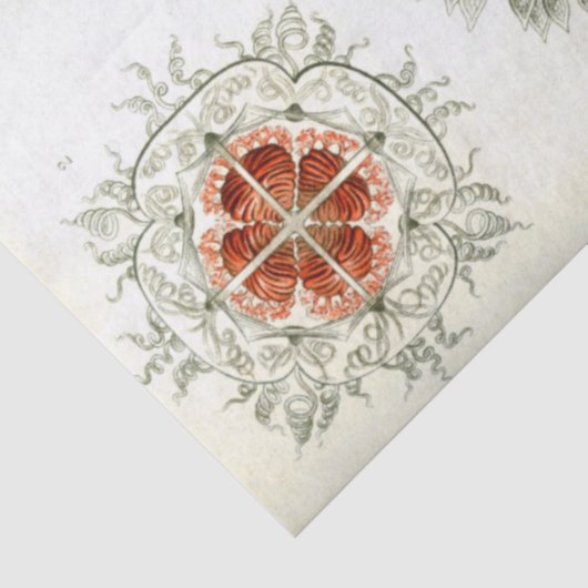 Zee Anthomedusae Ernst Haeckel Ontkoppeling Tissuepapier (Detail)