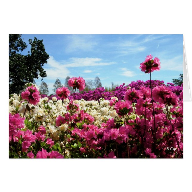 Zee Azaleas, S Cyr (Voorkant Horizontaal)