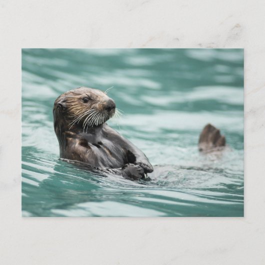 Zee bekijken otter briefkaart (Voorkant)