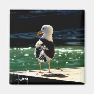 Zee Bird Magnet