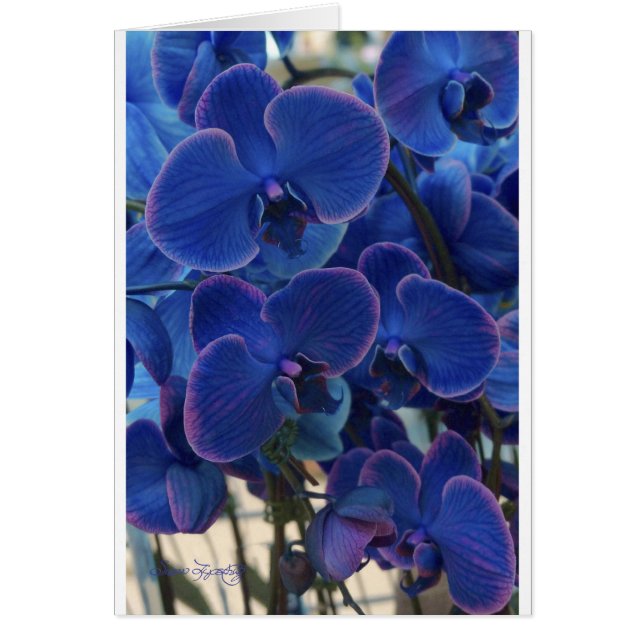 ZEE BLAUW (Voorkant)