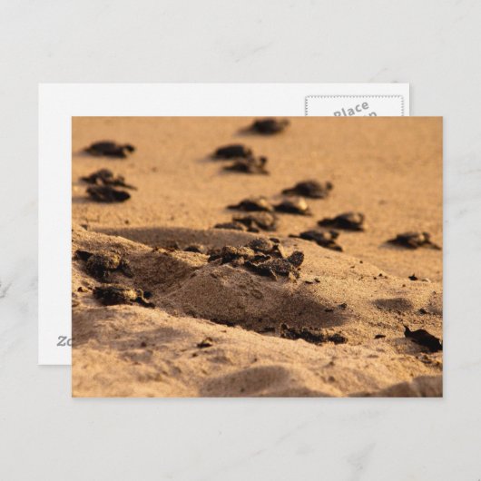 Zee Briefkaart (Voorkant / Achterkant)