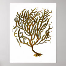 Zee Coral no. 11 Beach Decor Art Print