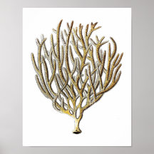 Zee Coral No.1 Antiek Natuurgeschiedenis Afdrukken