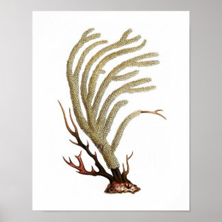 Zee Coral No.2 Antiek Natuurgeschiedenis Afdrukken Poster
