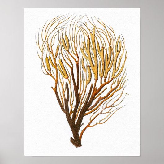 Zee Coral No.7 Antiek Natuurgeschiedenis Afdrukken Poster (Voorkant)