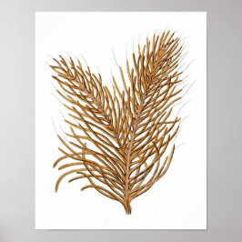 Zee Coral No.8 Antiek Natuurhistorie Afdrukken Poster