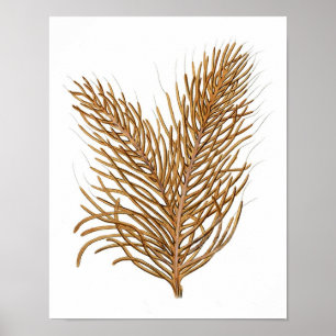 Zee Coral No.8 Antiek Natuurhistorie Afdrukken Poster