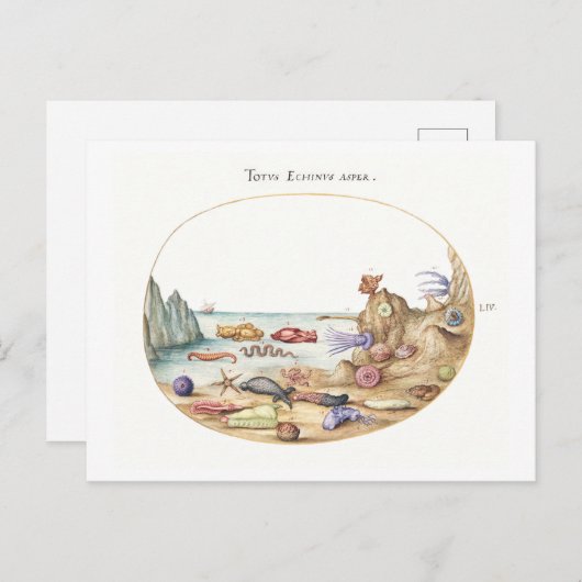 Zee Creatures Illustratie Briefkaart (Voorkant / Achterkant)