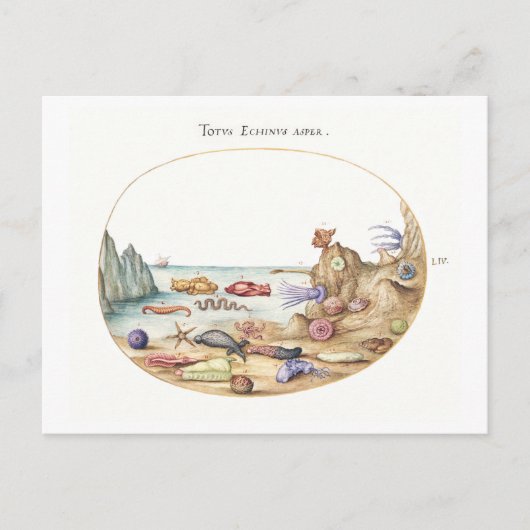 Zee Creatures Illustratie Briefkaart (Voorkant)
