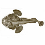 ZEE DEVIL FISH - Onderzetter Staand Fotobeeldje<br><div class="desc">ZEE DEVIL FISH - Een van de kleinste vissen in de oceaan. Dit is een vis die uitsterven verdient. Stel je visserij voor en trek deze schoonheid in. Dit afbeelding is afkomstig van een echte antiek gedrukte versie van ongeveer 1800.  Een ander fijn product van Ann T. Quarina Design.</div>