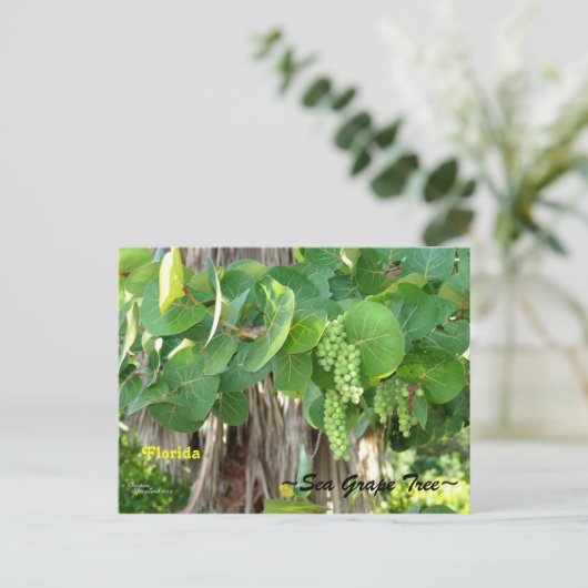 Zee Druiven Boom Struik Florida Briefkaart (Staand voorkant)