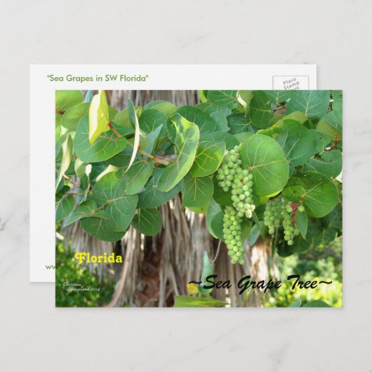 Zee Druiven Boom Struik Florida Briefkaart (Voorkant / Achterkant)