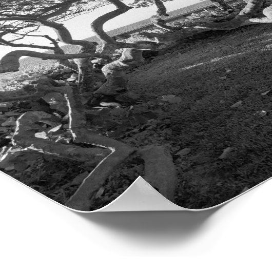 Zee Druiven Zwart en Wit Strand Afbeeldingen Poster (Hoek)