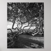 Zee Druiven Zwart en Wit Strand Afbeeldingen Poster (Voorkant)