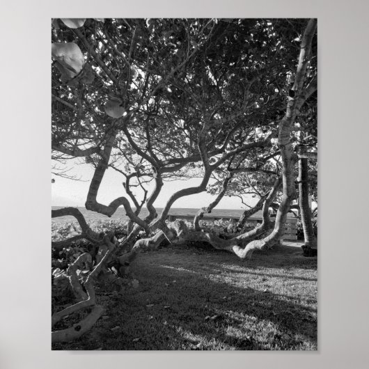 Zee Druiven Zwart en Wit Strand Afbeeldingen Poster (Voorkant)