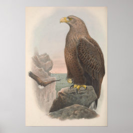  Zee Eagle Bird Poster