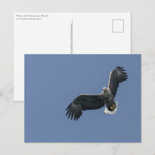 Zee Eagle Briefkaart